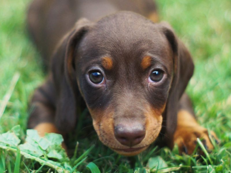 cachorros dachshund chile